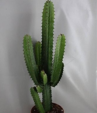 Cactus Euphorbe 50 cm